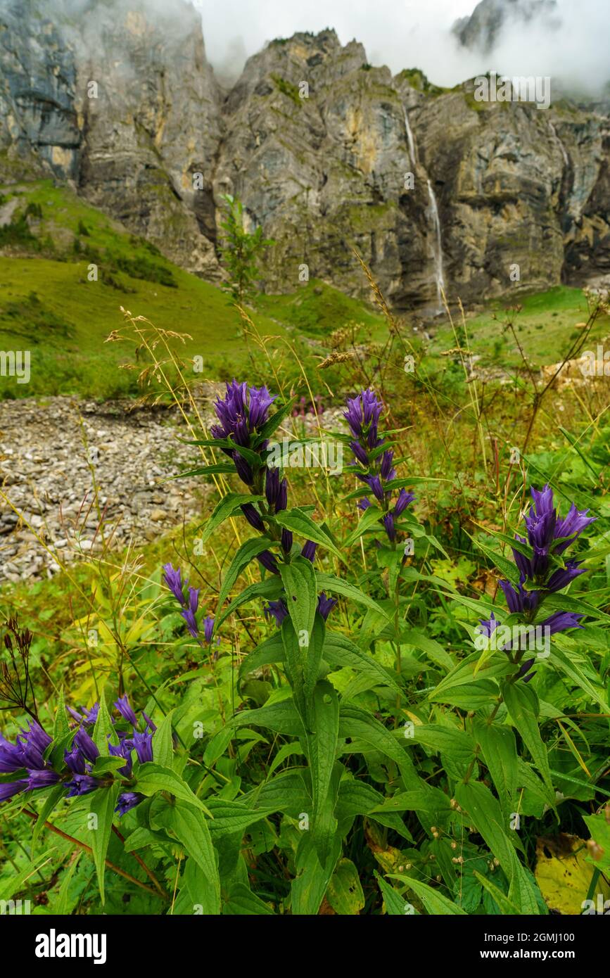 Fiori alpini di fronte alla cascata nella valle del Bonder, Adelboden, gelber Enzian, blauer Enzian, Alpenblumen in Svizzera. blauer Eisenhut, giorno polveroso Foto Stock