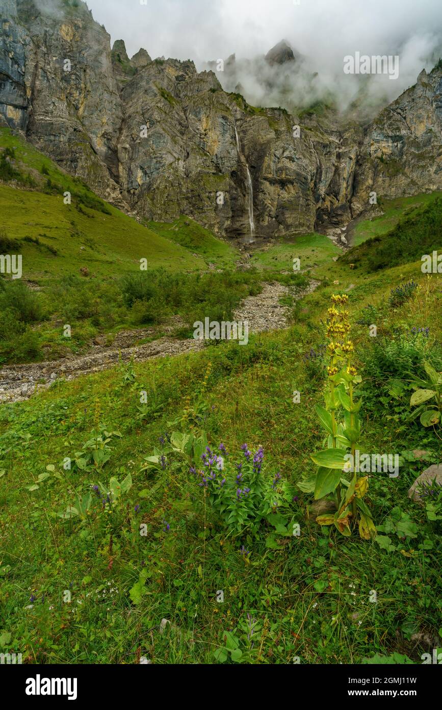 Fiori alpini di fronte alla cascata nella valle del Bonder, Adelboden, gelber Enzian, blauer Enzian, Alpenblumen in Svizzera. blauer Eisenhut, giorno polveroso Foto Stock