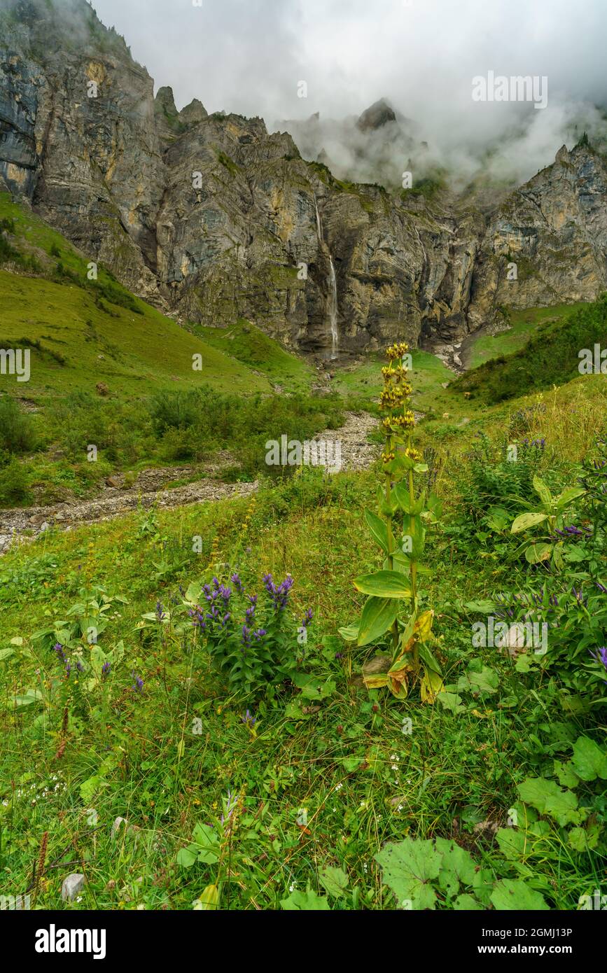 Fiori alpini di fronte alla cascata nella valle del Bonder, Adelboden, gelber Enzian, blauer Enzian, Alpenblumen in Svizzera. blauer Eisenhut, giorno polveroso Foto Stock