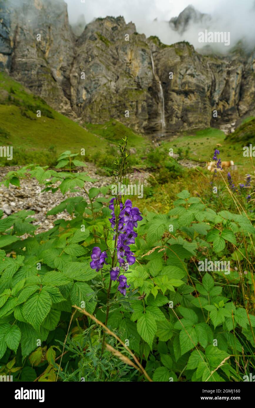 Fiori alpini di fronte alla cascata nella valle del Bonder, Adelboden, gelber Enzian, blauer Enzian, Alpenblumen in Svizzera. blauer Eisenhut, giorno polveroso Foto Stock
