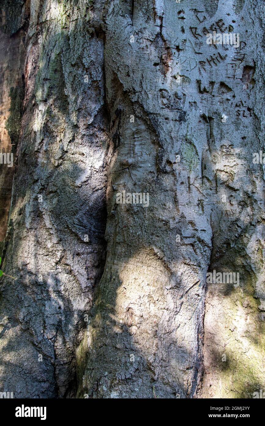 Arborglifi sul Cromwell's Beech, un enorme vecchio faggio a Wythenshawe Park, Manchester, Regno Unito Foto Stock