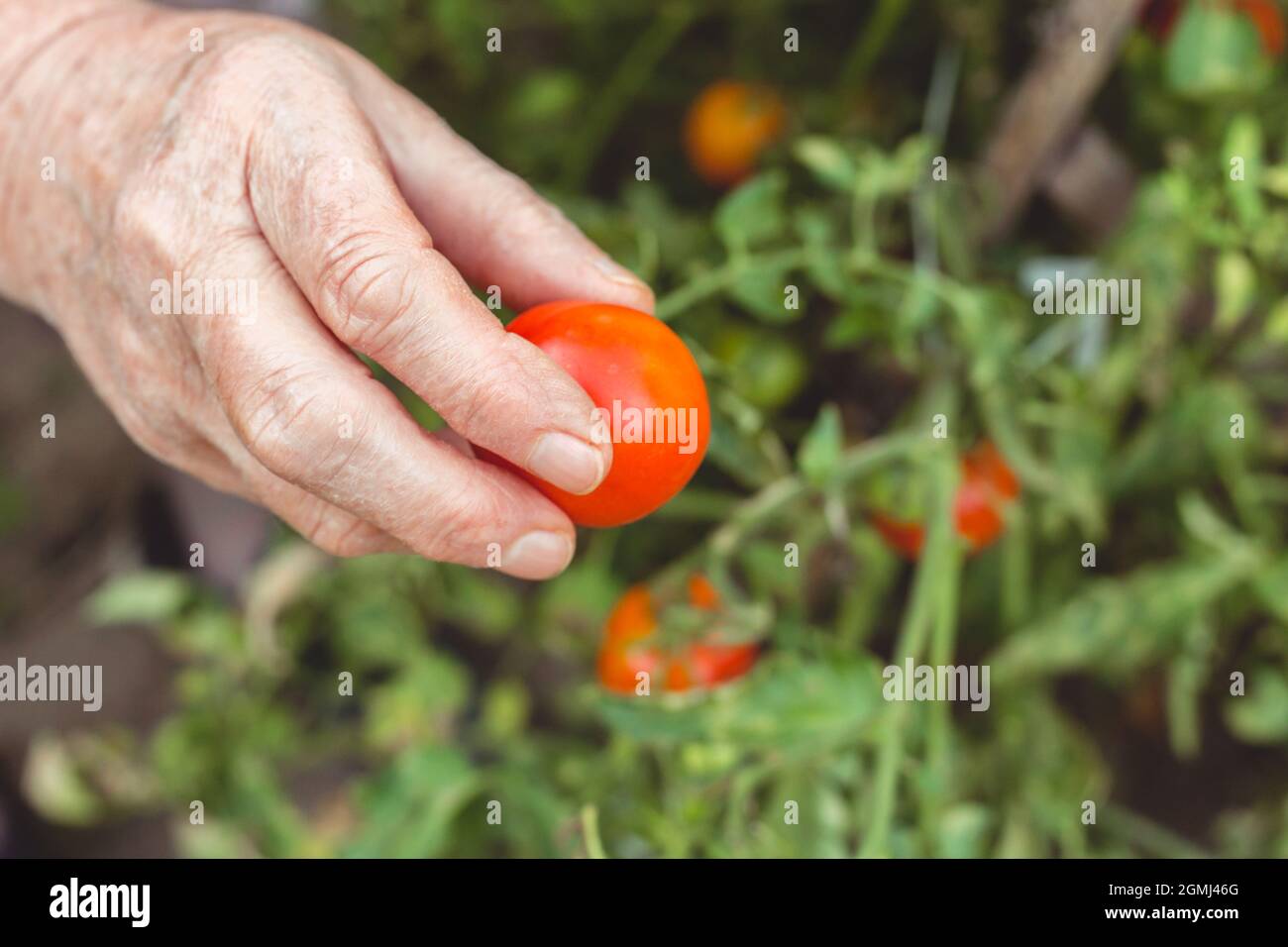 Le mani anziane della donna che raccolgono il pomodoro dal giardino. Giardinaggio biologico Foto Stock