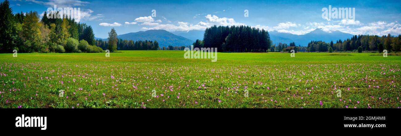 DE - BAVIERA: Croco autunnale (lat: Colchicum autumnale) fioritura nel Moor Loisach vicino a Bichl Foto Stock