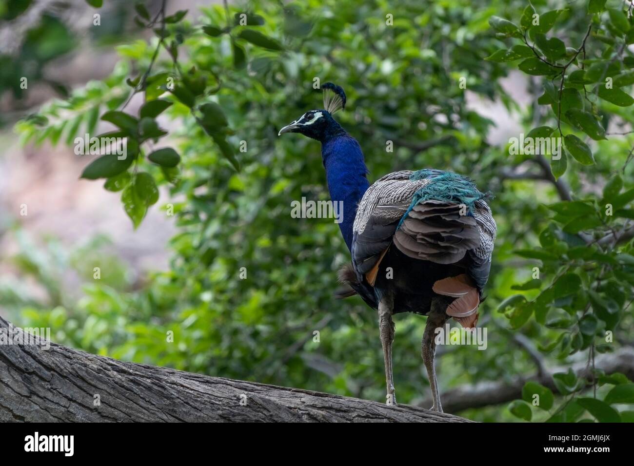 Pavone sull'albero. Ritratto di bel pavone. Il peperone indiano o il peperone blu (Pavo cristatus). Habitat naturale. Foto Stock