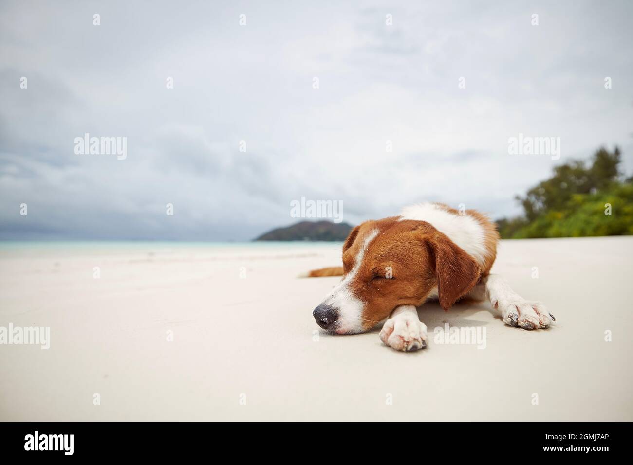 Carino cane che dorme sulla bellissima spiaggia di sabbia bianca contro il mare. Foto Stock