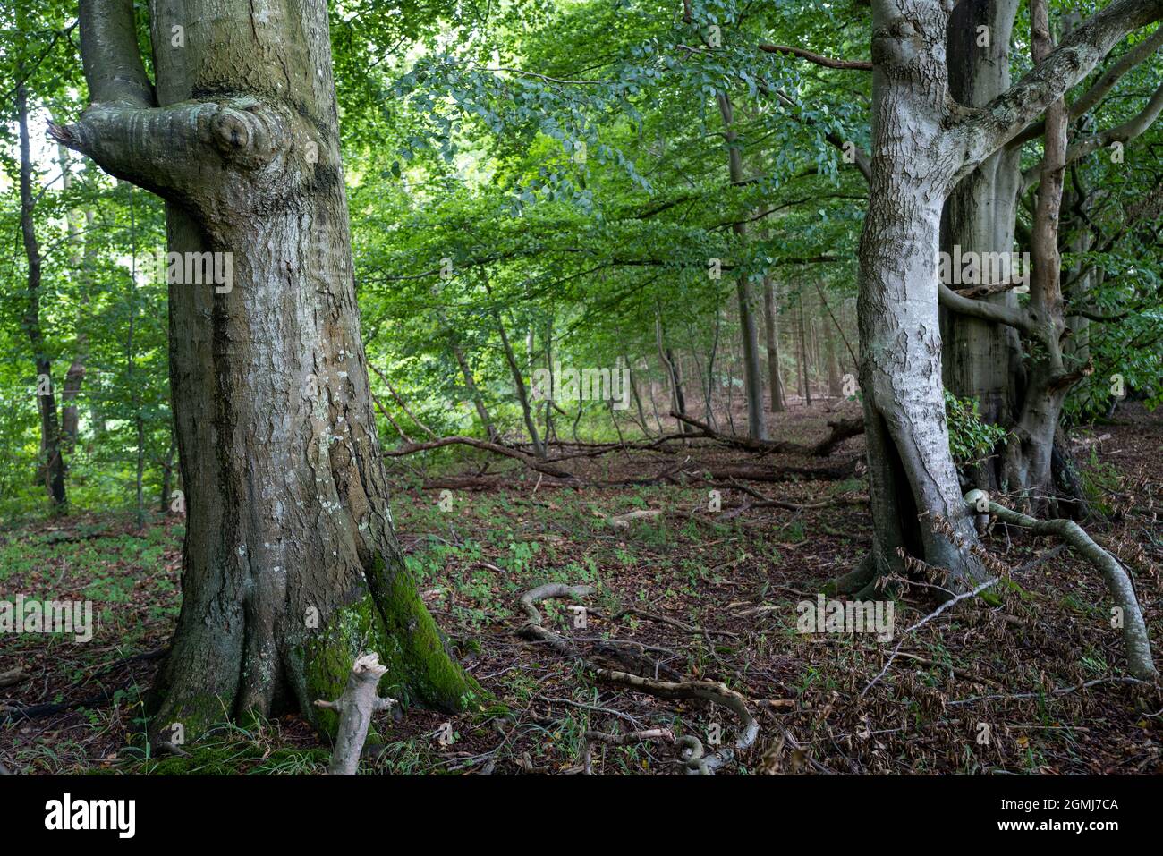 Vecchia foresta in Danimarca vicino al Mar Baltico Foto Stock