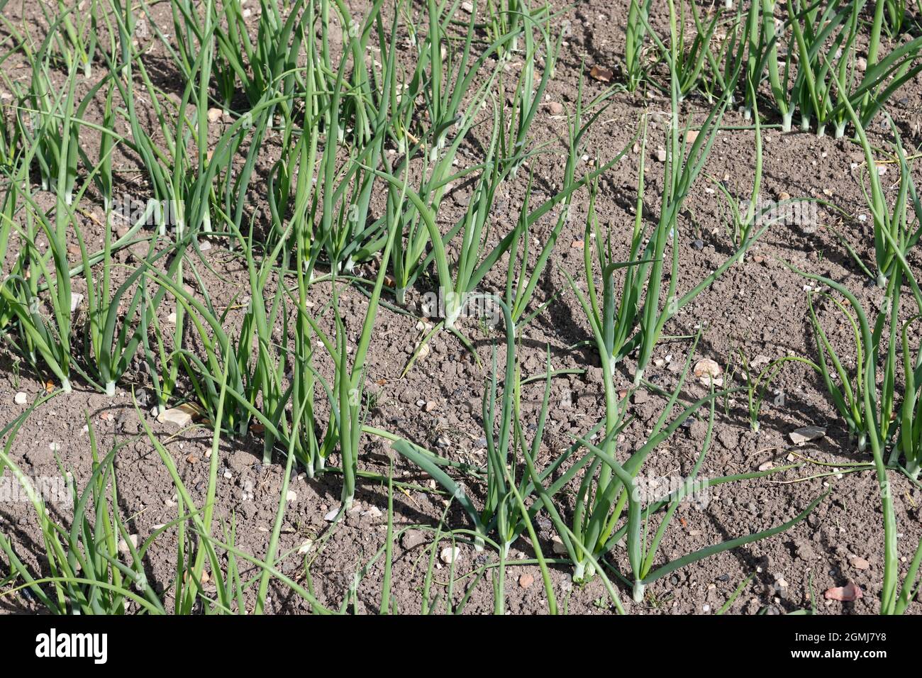 Filari di cipolle, Allium cepa di varietà sconosciuta, coltivati in un orto con terreno libero erboso ben coltivato come sfondo. Foto Stock