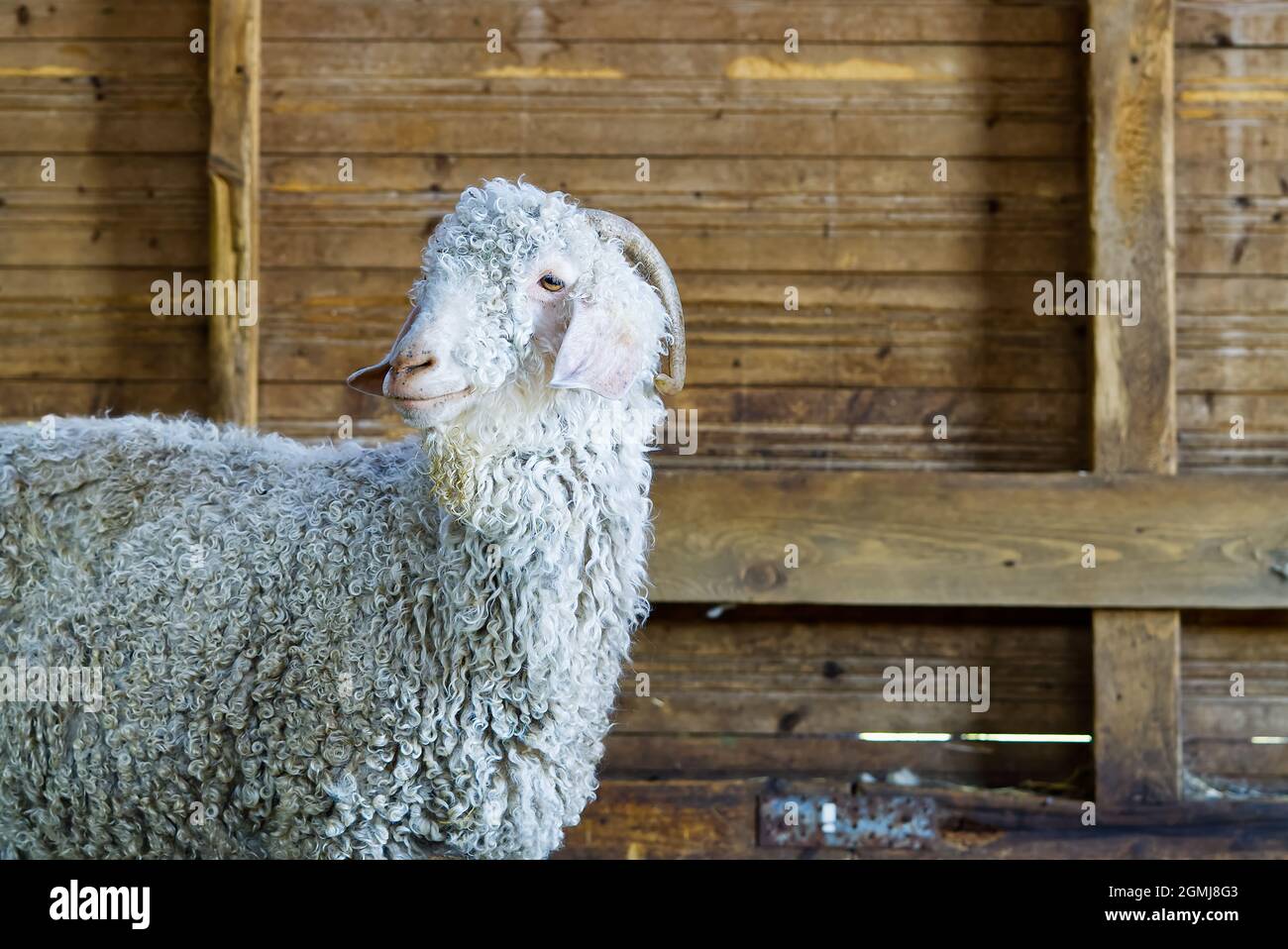 Capra bianca nel fienile. Capre domestiche nella fattoria. Carino una capra di lana di angora. Foto Stock
