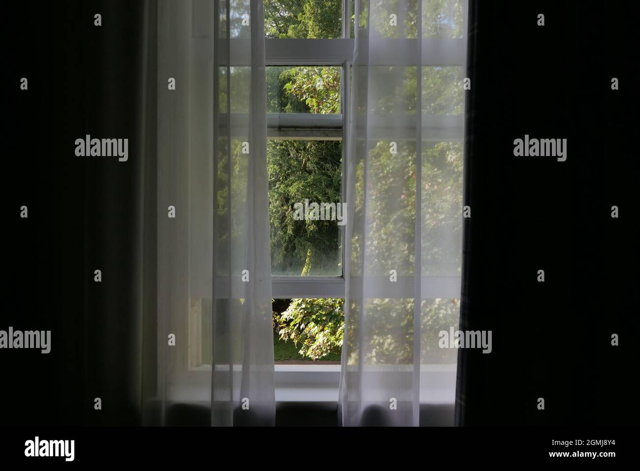 Vista dalla camera di finestra a telaio e tenda rete con verde vegetazione all'esterno Foto Stock