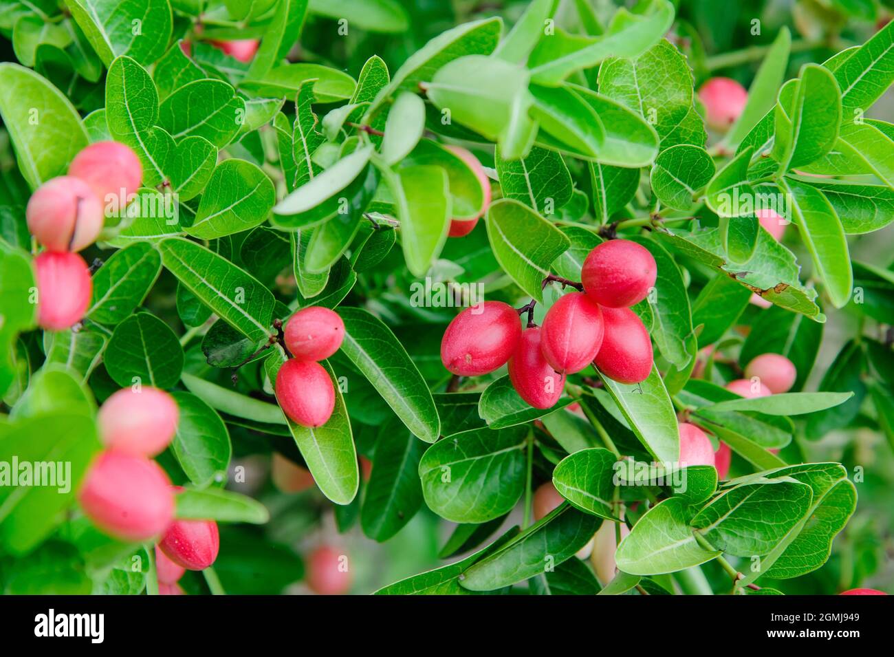 alberi di karanda thailandesi con molti frutti di bosco Foto Stock