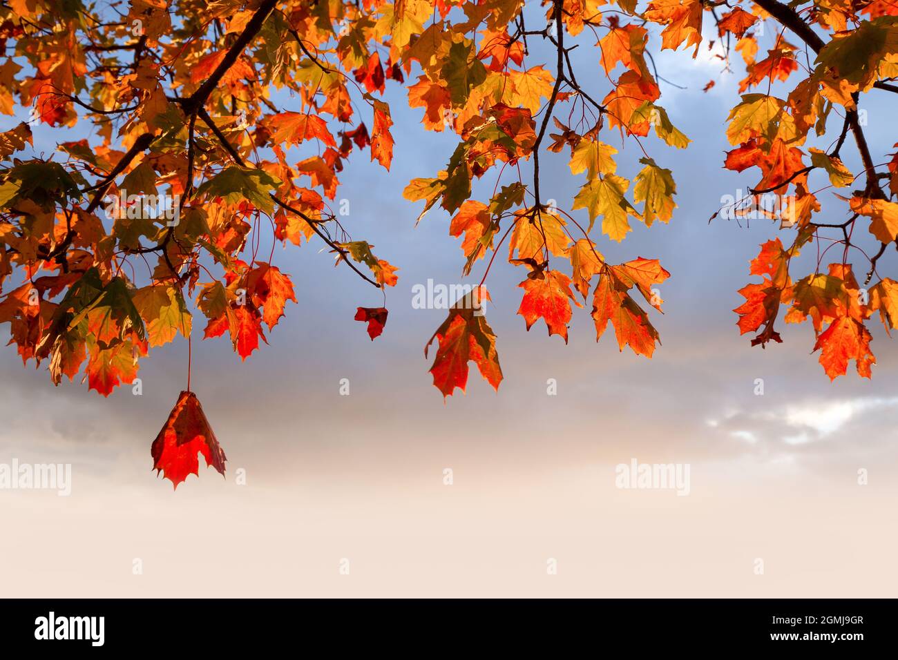 Foglie rosse d'autunno appese ad un albero con cielo all'alba e sfondo  dello spazio di copia Foto stock - Alamy