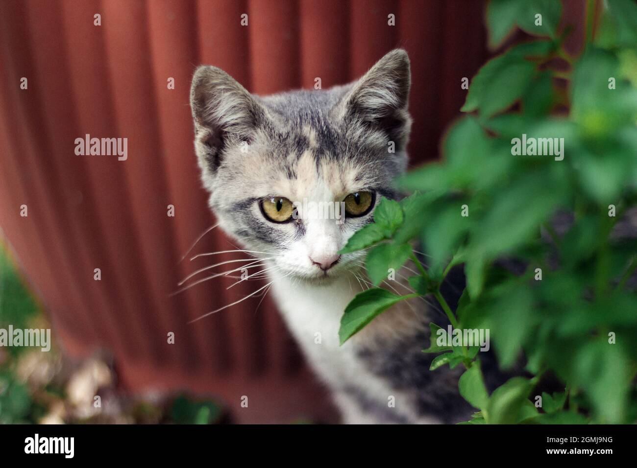 Piccolo gattino calico nascosto nel giardino Foto Stock