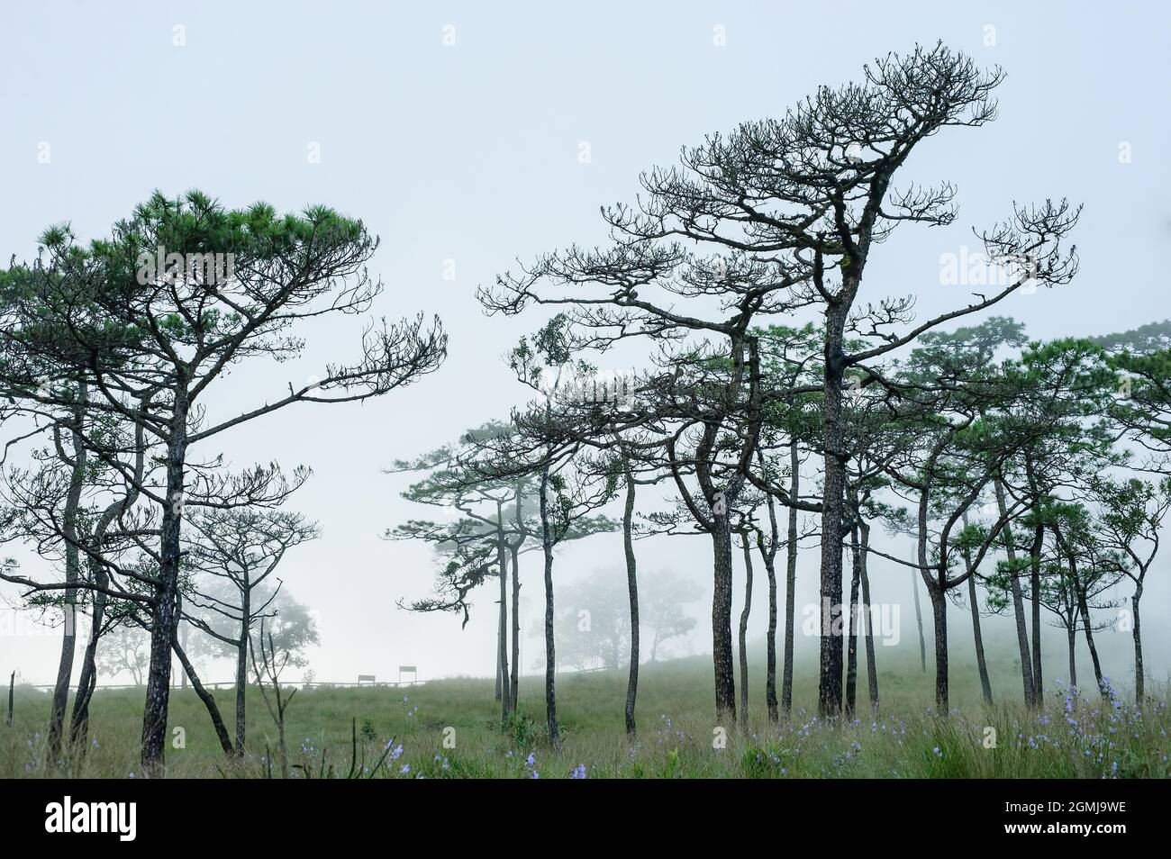 legno di pino thai con scena foggy Foto Stock