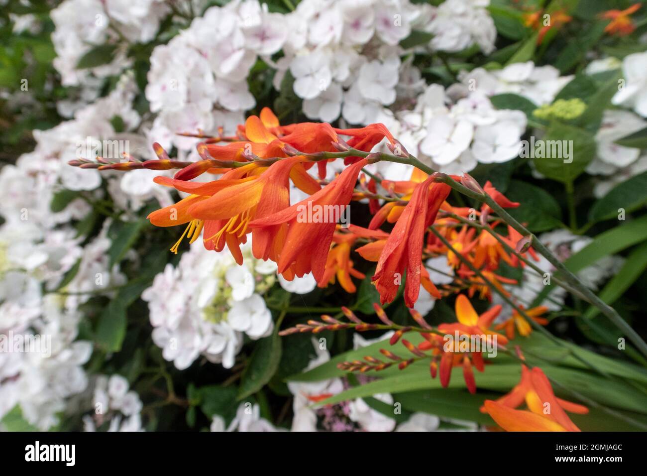 Crocosmia rosso e arancio vivace contrasta con lacecap hydrangea Teller White Foto Stock
