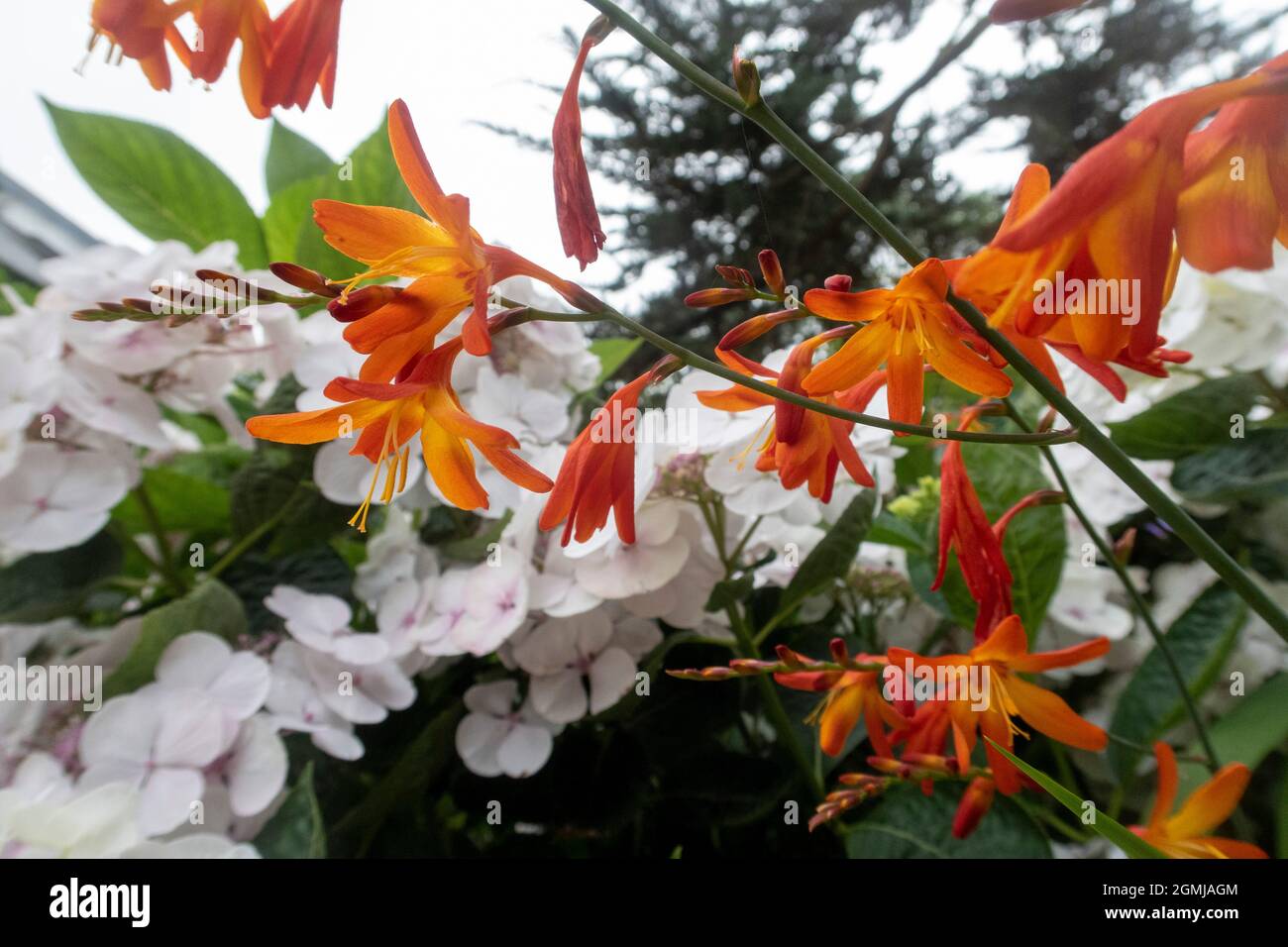Crocosmia rosso e arancio vivace contrasta con lacecap hydrangea Teller White Foto Stock