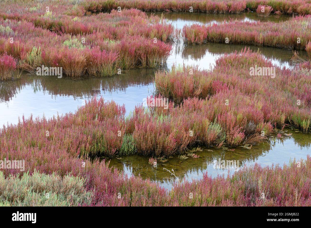 Samphire, (Salicornia europaea) noto anche come Glasswort o Saltwart, una pianta commestibile che cresce nel parco ambientale di Salaora, nel Gu Ambracian Foto Stock