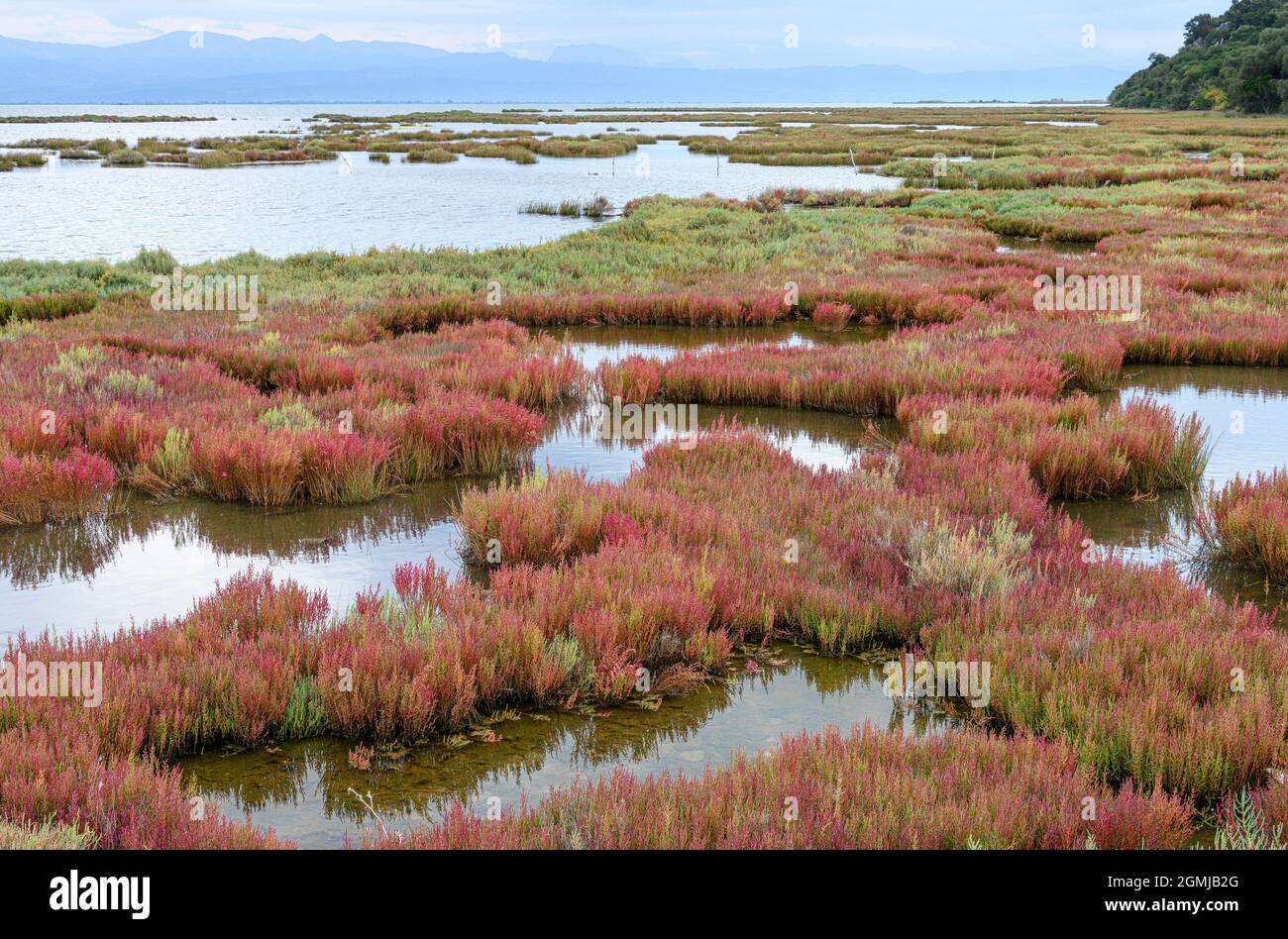 Samphire, (Salicornia europaea) noto anche come Glasswort o Saltwart, una pianta commestibile che cresce nel parco ambientale di Salaora, nel Gu Ambracian Foto Stock