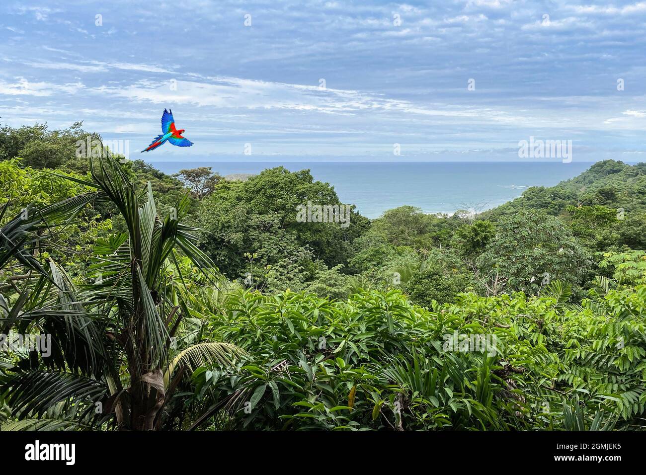 Pappagallo che vola sulla foresta pluviale con il mare sullo sfondo. Foto Stock