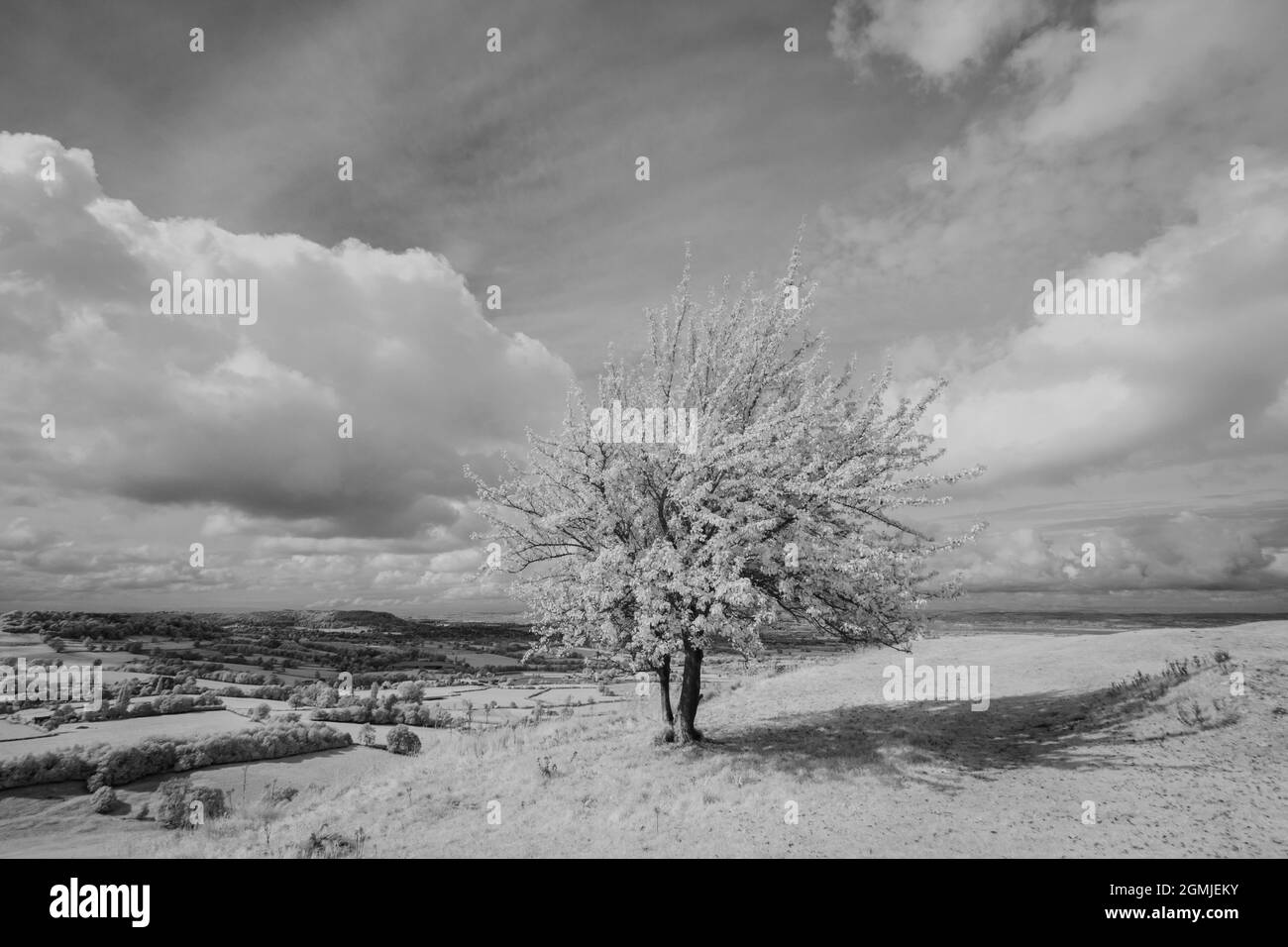 Lone Tree a Coaley Peak, Gloucestershire Foto Stock