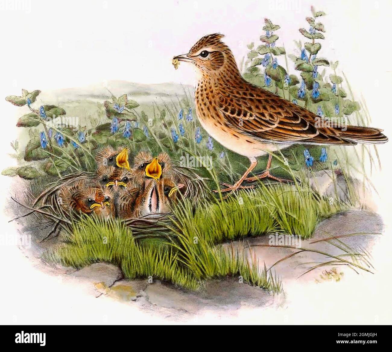 John Gould British Birds - Skylark - Alauda arvensis Foto Stock