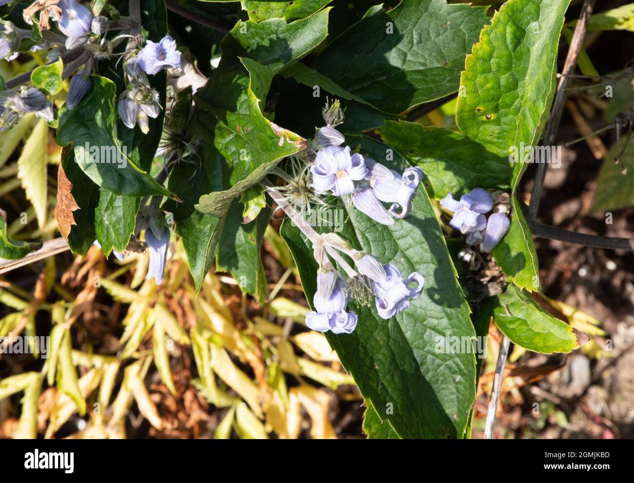 Clematis heracleifolia Foto Stock