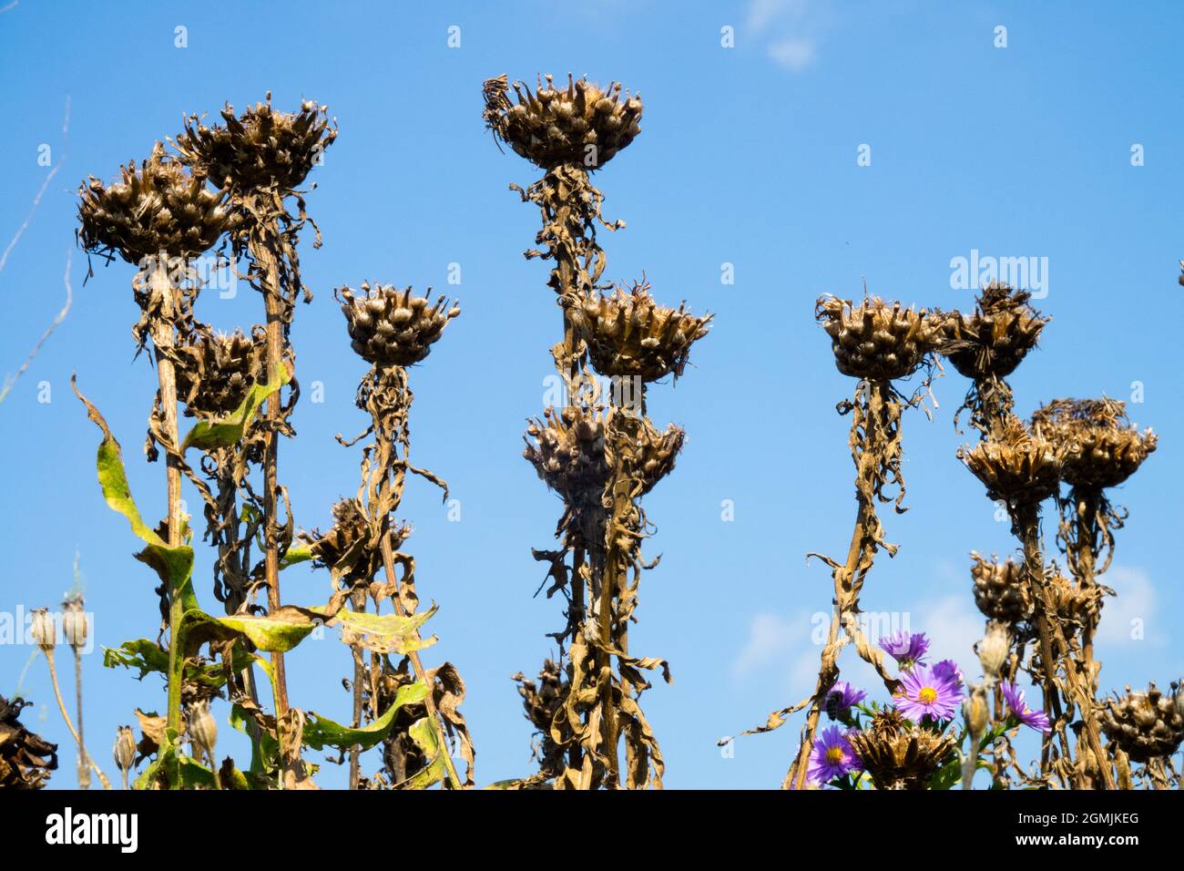 Centaurea macrocephala Giant knapweed Deadheads Seedheads pianta morta da giardino Foto Stock