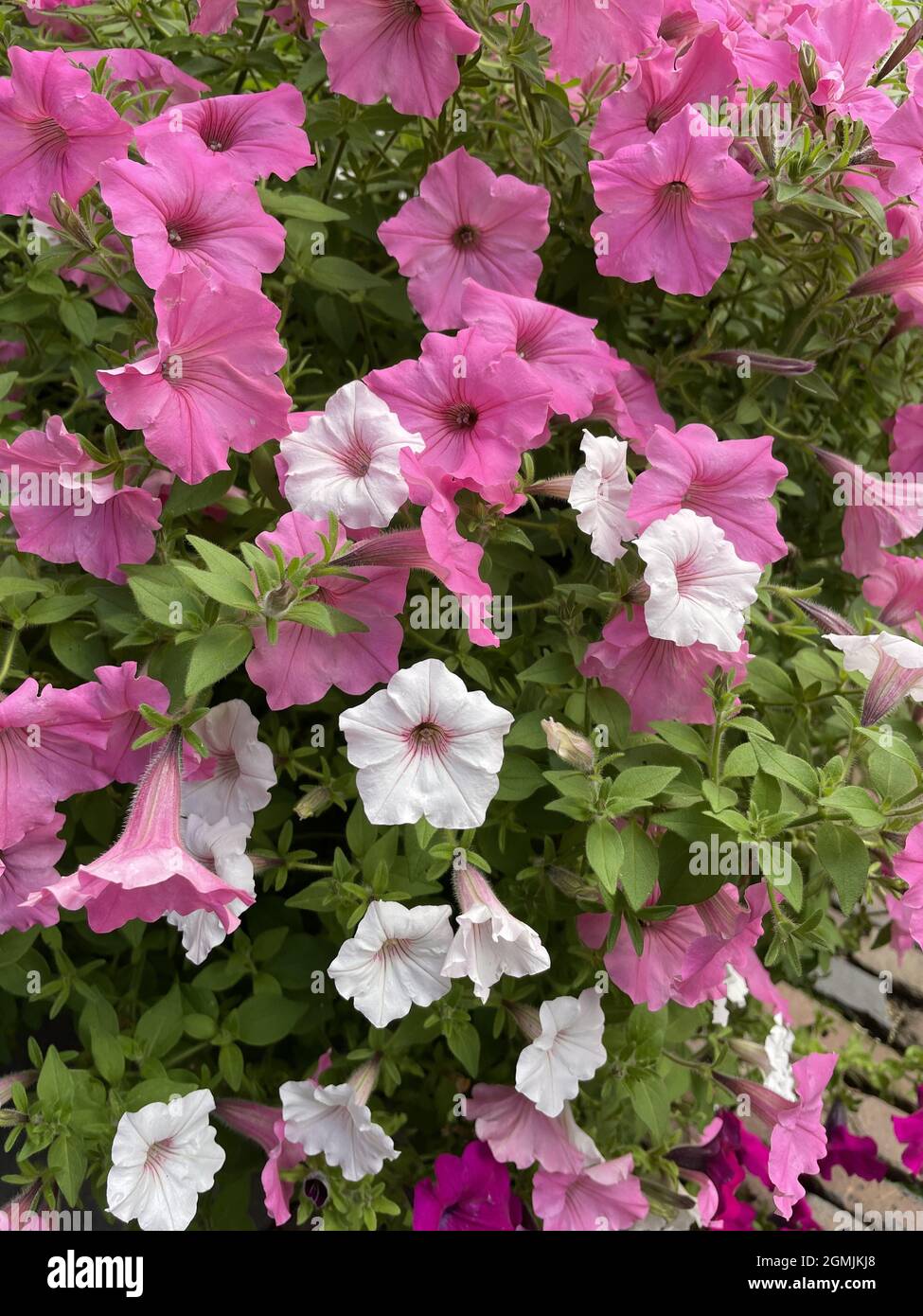 Una vista di belle petunias fiorite nel giardino Foto Stock