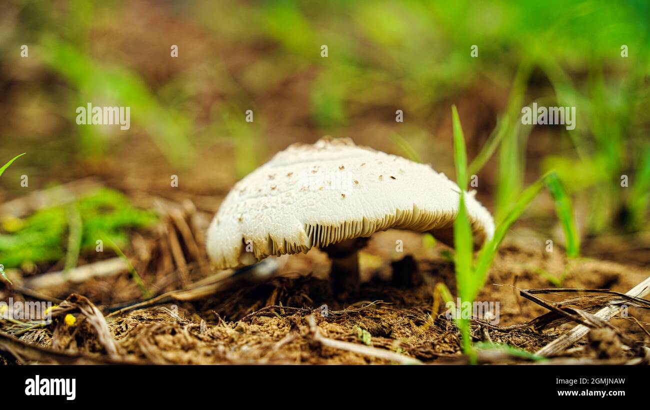 Shot di funghi che crescono su un tronco di muschio nella foresta. Focalizzato selettivamente sui bordi più vicini dei funghi e retroilluminato dal sole. Foto Stock