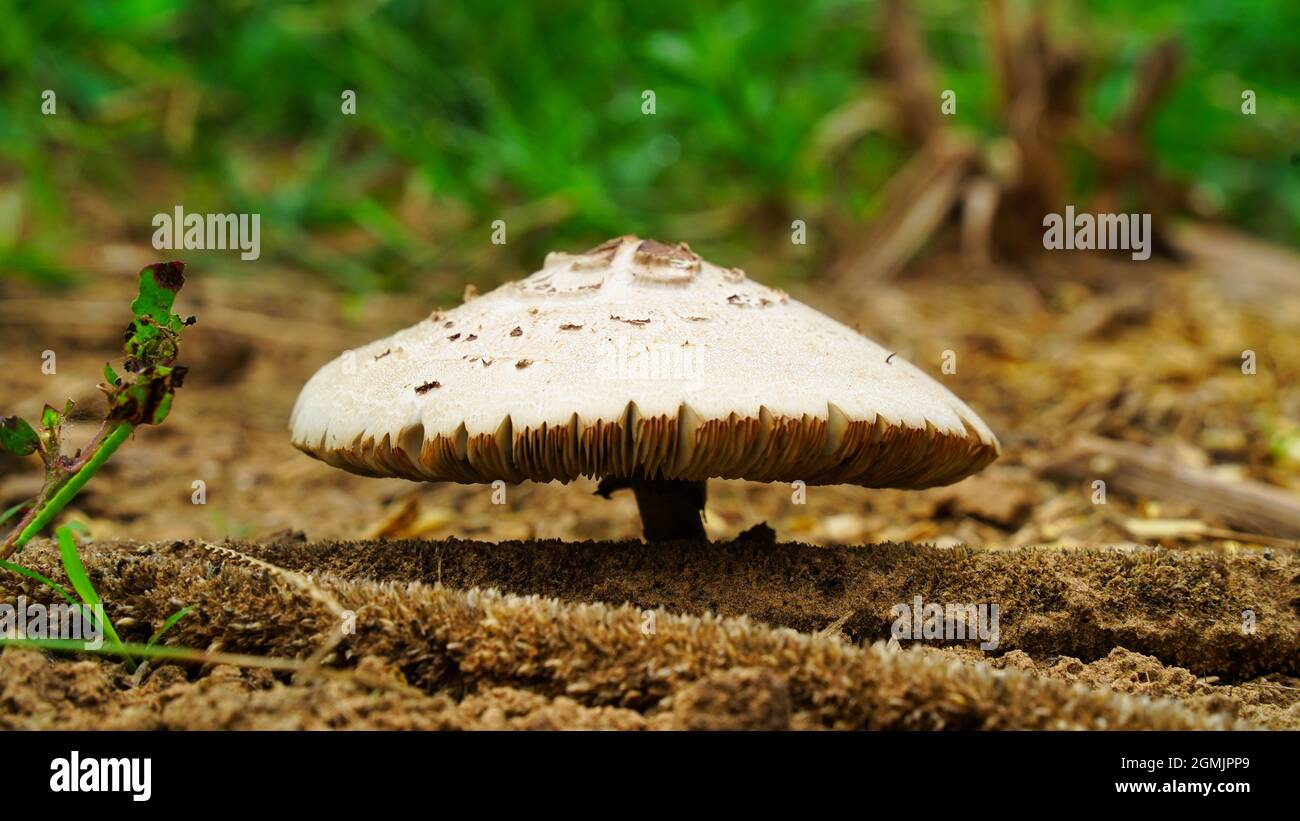 Bella vista dettagliata della foresta di funghi. La raccolta di funghi. Foto di funghi, foresta foto, sullo sfondo della foresta Foto Stock