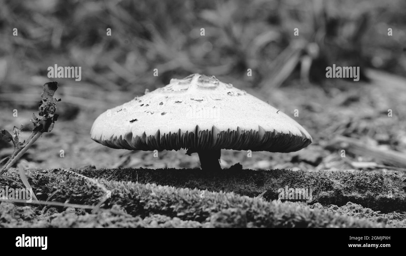 Shot di funghi che crescono su un tronco di muschio nella foresta. Focalizzato selettivamente sui bordi più vicini dei funghi e retroilluminato dal sole. Foto Stock