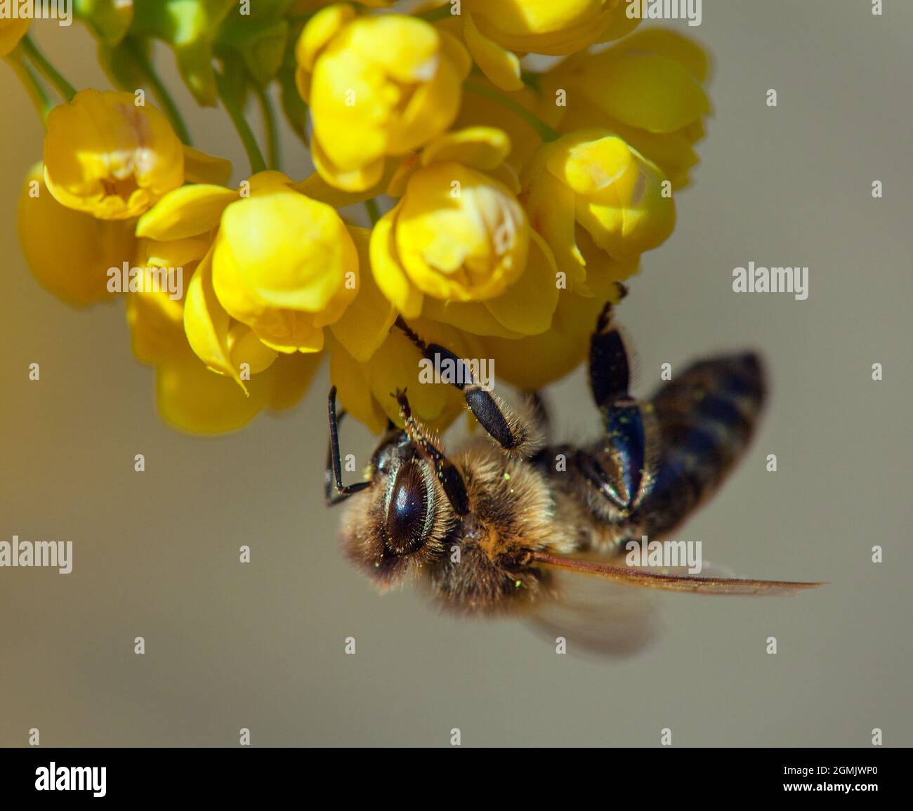 Particolare di ape o di ape in latino Apis mellifera, europeo o occidentale ape miele seduta sul fiore giallo Foto Stock