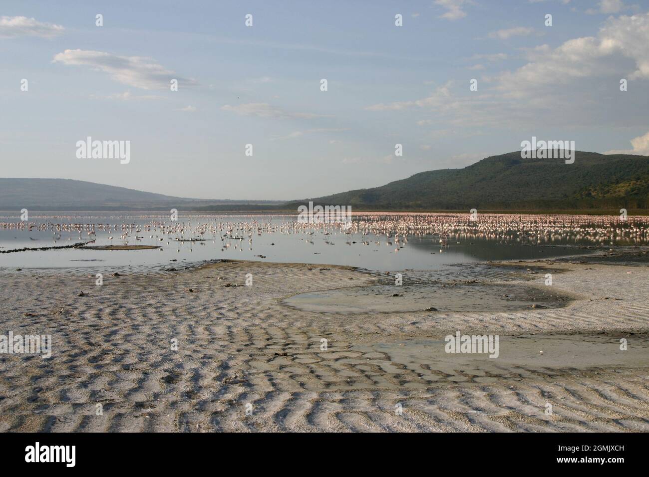 Fenicotteri sul lago Nakuru, Kenya Foto Stock