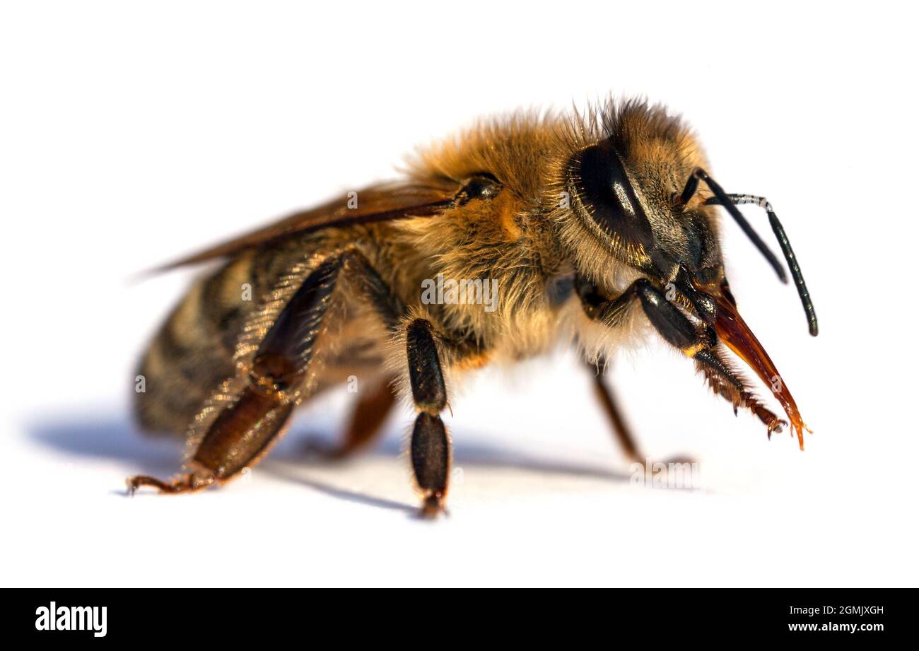 Particolare di ape o di ape in latino Apis mellifera, europeo o occidentale ape miele isolato su sfondo bianco Foto Stock