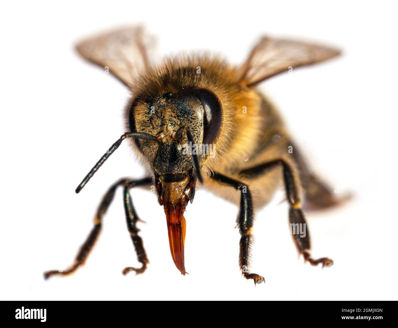 Particolare di ape o di ape in latino Apis mellifera, europeo o occidentale ape miele isolato su sfondo bianco Foto Stock