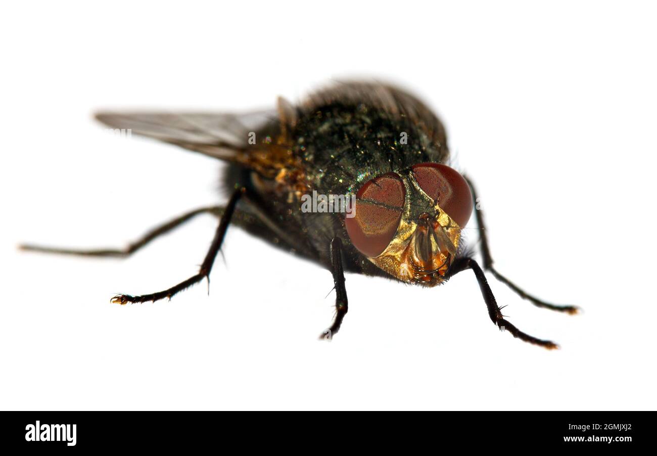 vola con occhi rossi, primo piano di mosca isolatet su sfondo bianco, piccolo insetto Foto Stock