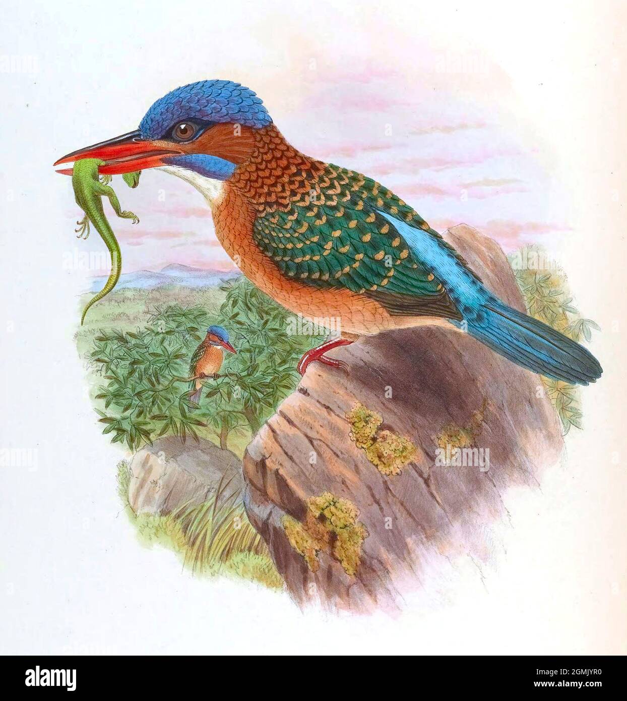 JohnGould Exotic Bird artwork- Hombrons Kingfisher - Actenoides hombron Foto Stock