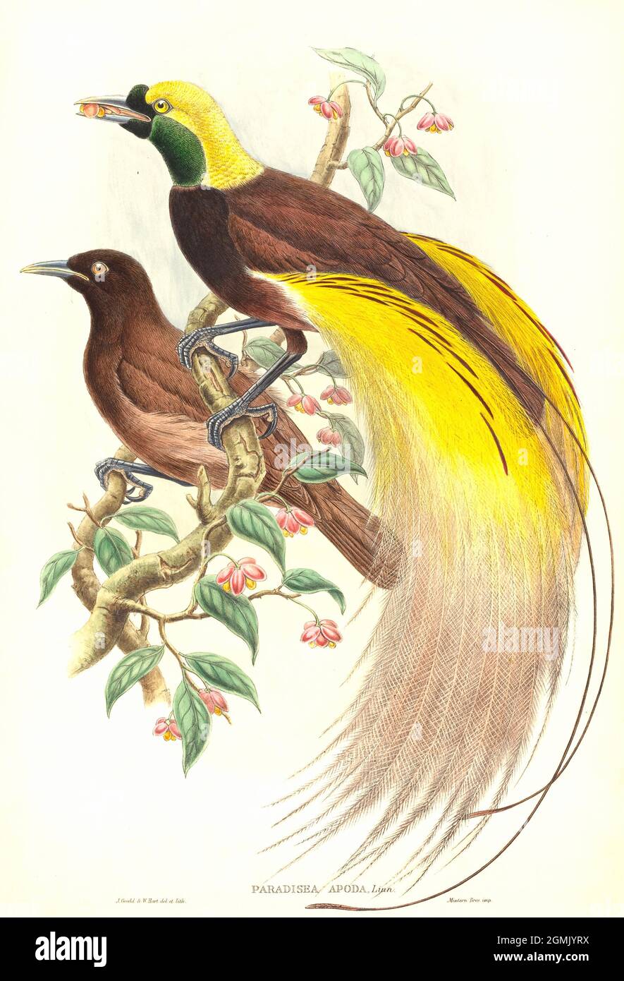 John Gould Exotic Bird Artwork - Bird of Paradise - Paradiso apoda Foto Stock