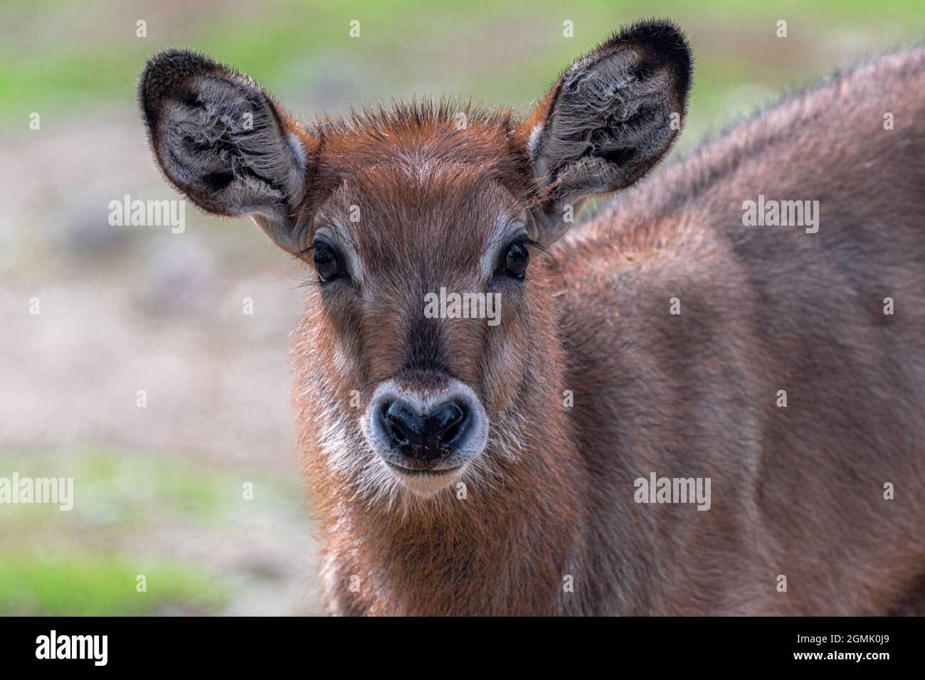 Young Defassa Waterbuck (Kobus ellissiprymnus defassa) Foto Stock