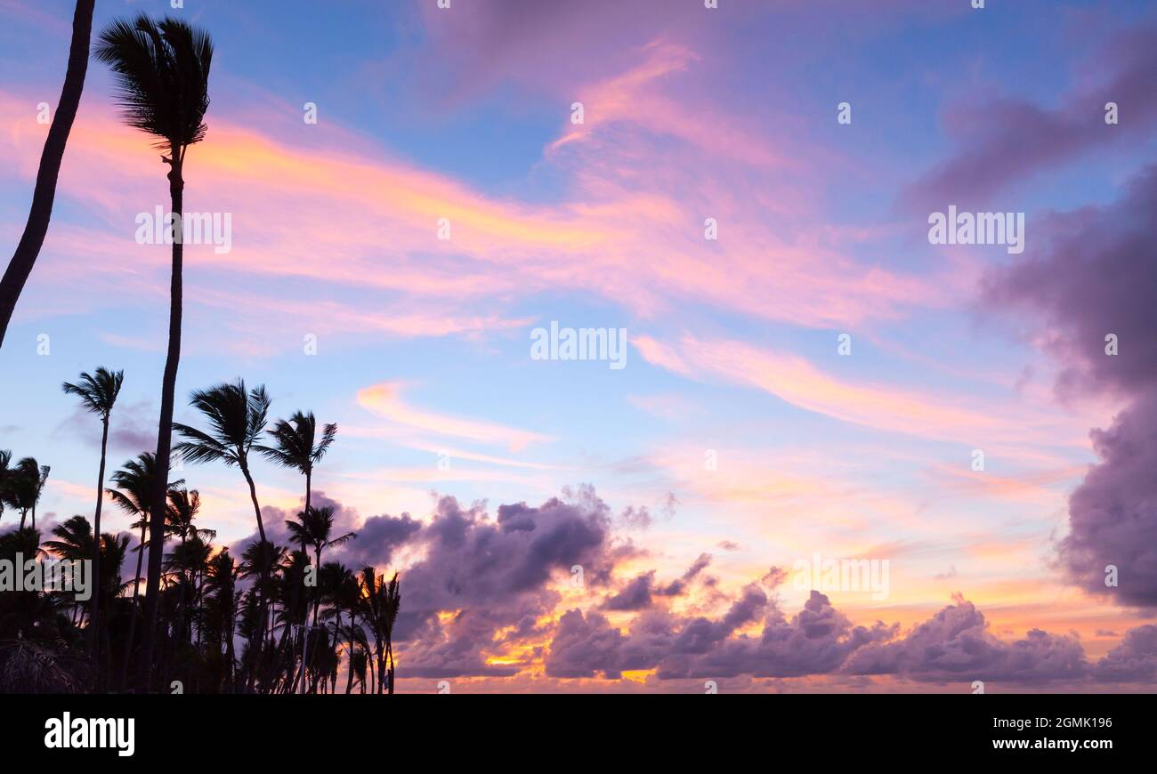 Le palme da cocco sono sotto il cielo luminoso della sera, sfondo di vacanza tropicale Foto Stock