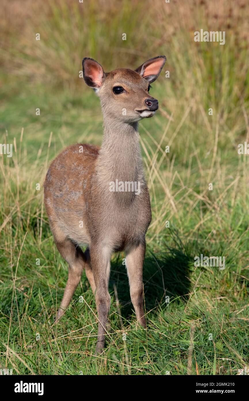 Vitello di cervo Sika (Cervus Nippon) in un prato erboso Foto Stock