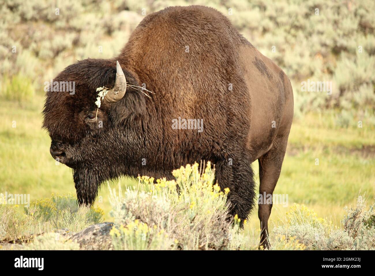 Bisonte americano maschio con fiore sul suo corno Foto Stock