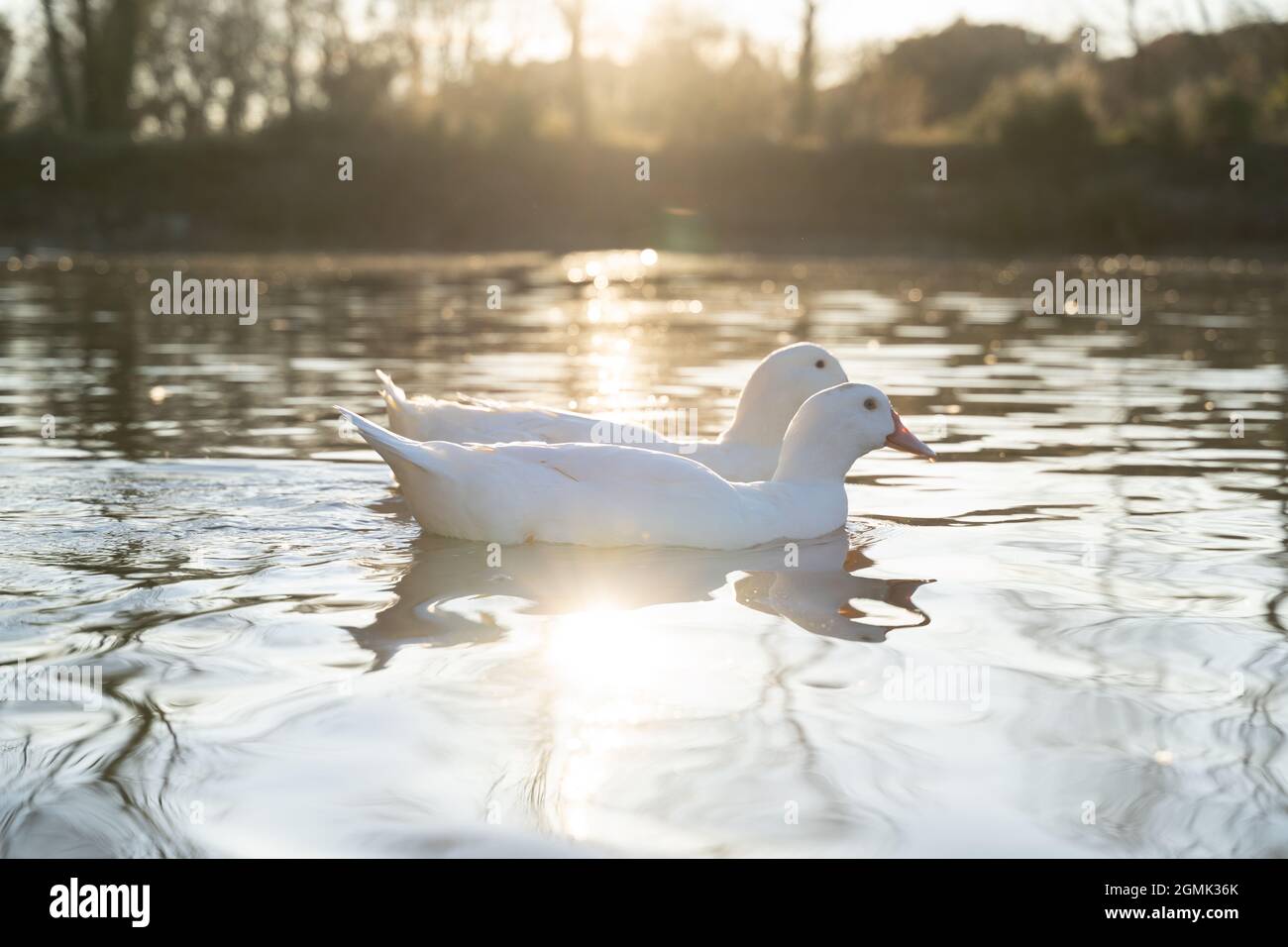 Due anatre bianche che nuotano su un lago con il tramonto sullo sfondo Foto Stock