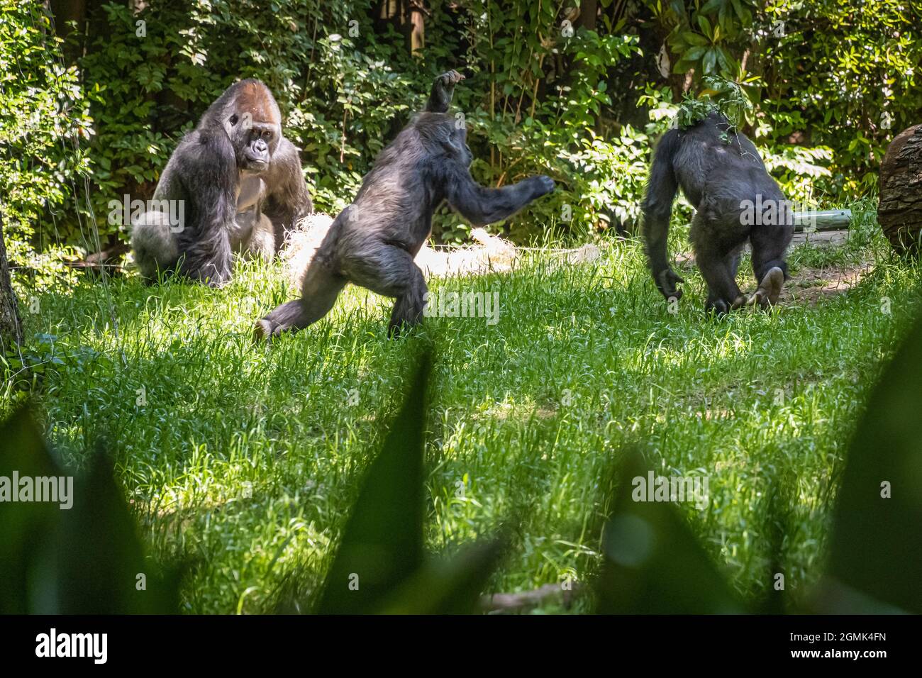Divertenti gorilla di pianura occidentale allo Zoo Atlanta di Atlanta, Georgia. (USA) Foto Stock
