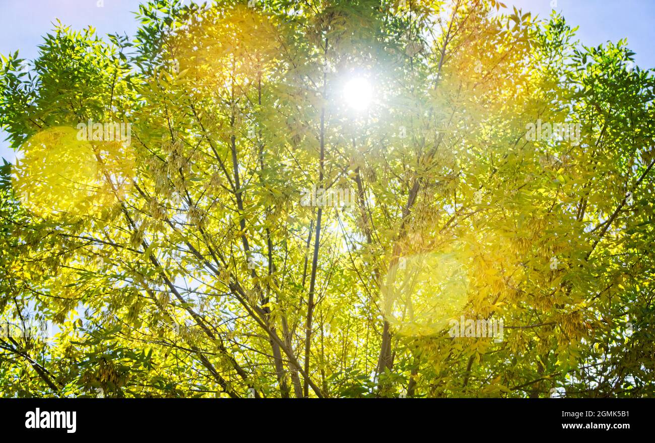 Bokeh alberi d'autunno Calgary Alberta Foto Stock