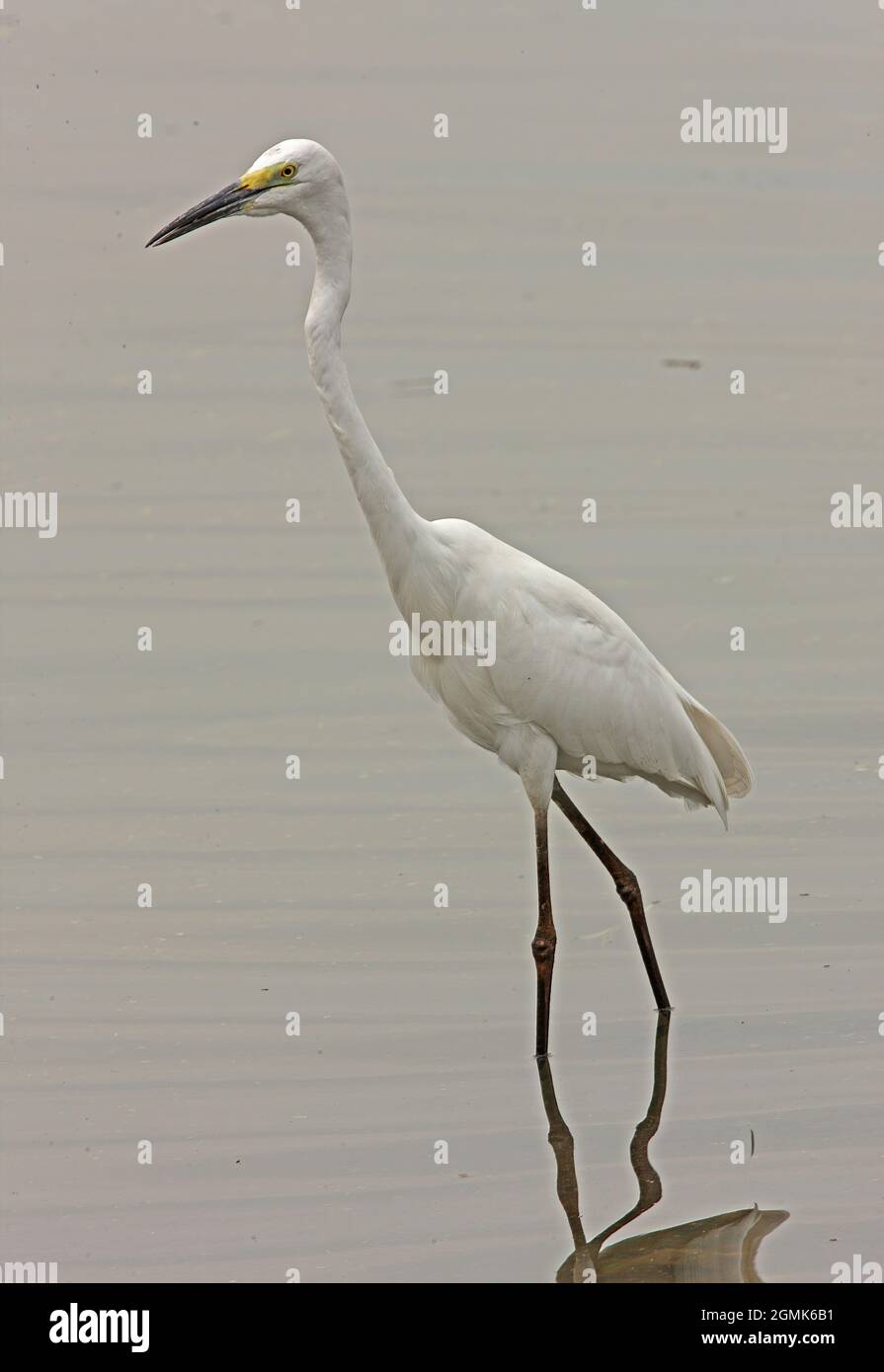 Great Egret (Ardea alba modesta) Adult Wading in acque poco profonde Sri Lanka Dicembre Foto Stock