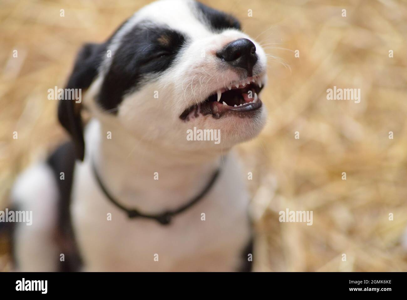 Bernese Mountain Dog sembra curiosamente fuori dal cesto Foto Stock