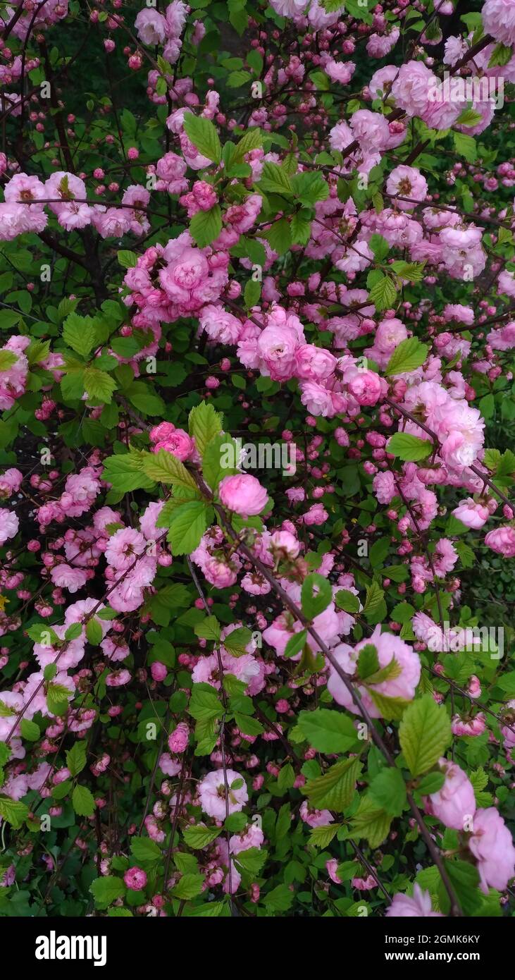 Cespuglio verde abbondantemente coperto di fiori rosa Foto Stock