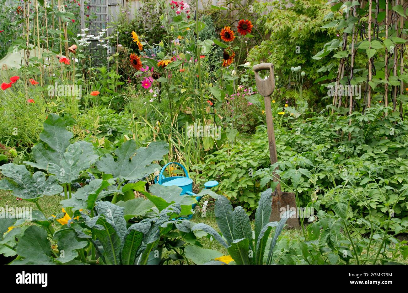 Un orto domestico con fagioli francesi, patate, cavalo nero kale, aglio e più oltre a piselli dolci, girasole, marigold e fiori di cosmo. REGNO UNITO Foto Stock