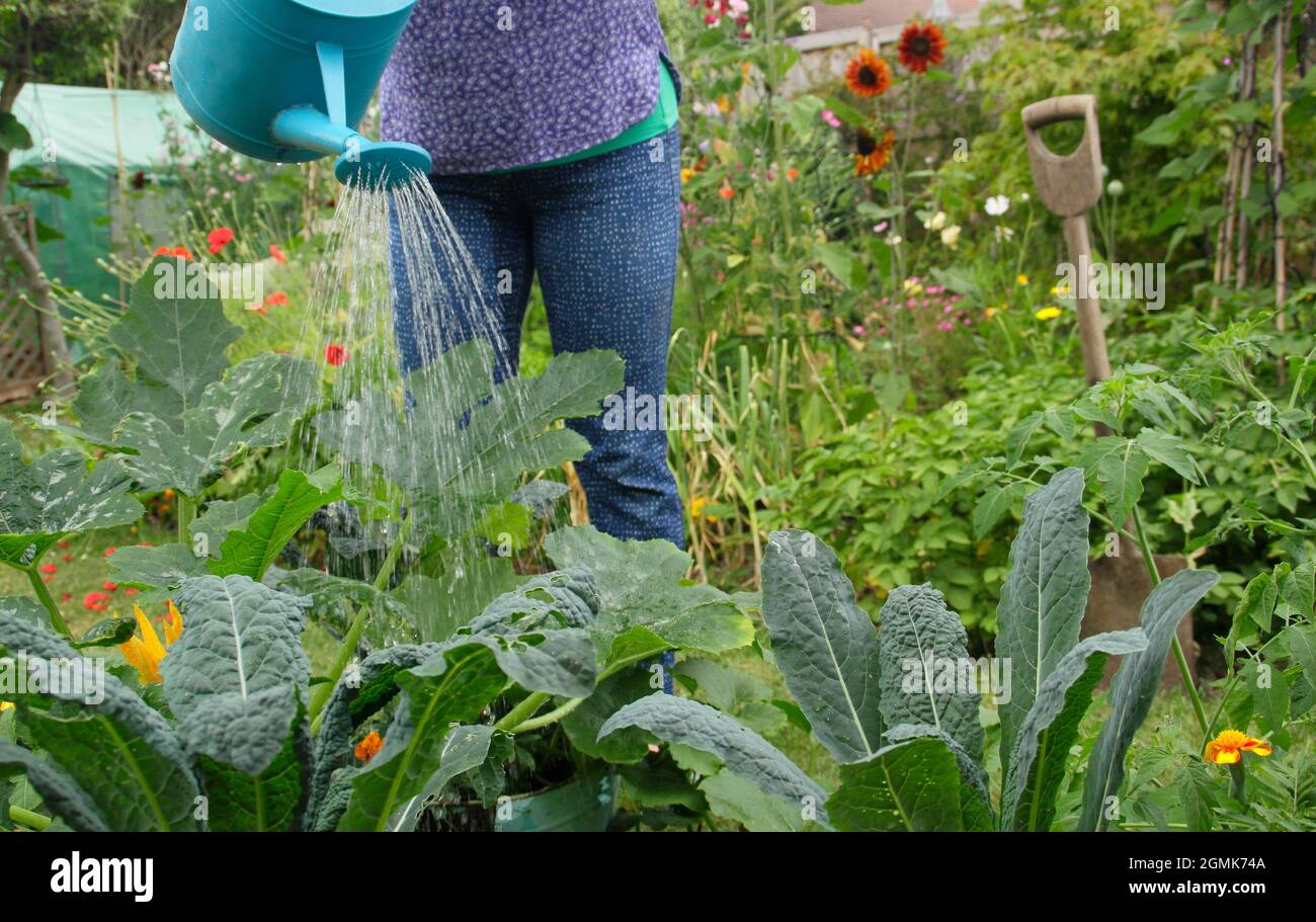 Donna annaffiatura giardino in estate. Donna giardiniere che innaffia ortaggi coltivati a casa con una lattina di annaffiatura nel suo giardino di cucina. REGNO UNITO Foto Stock