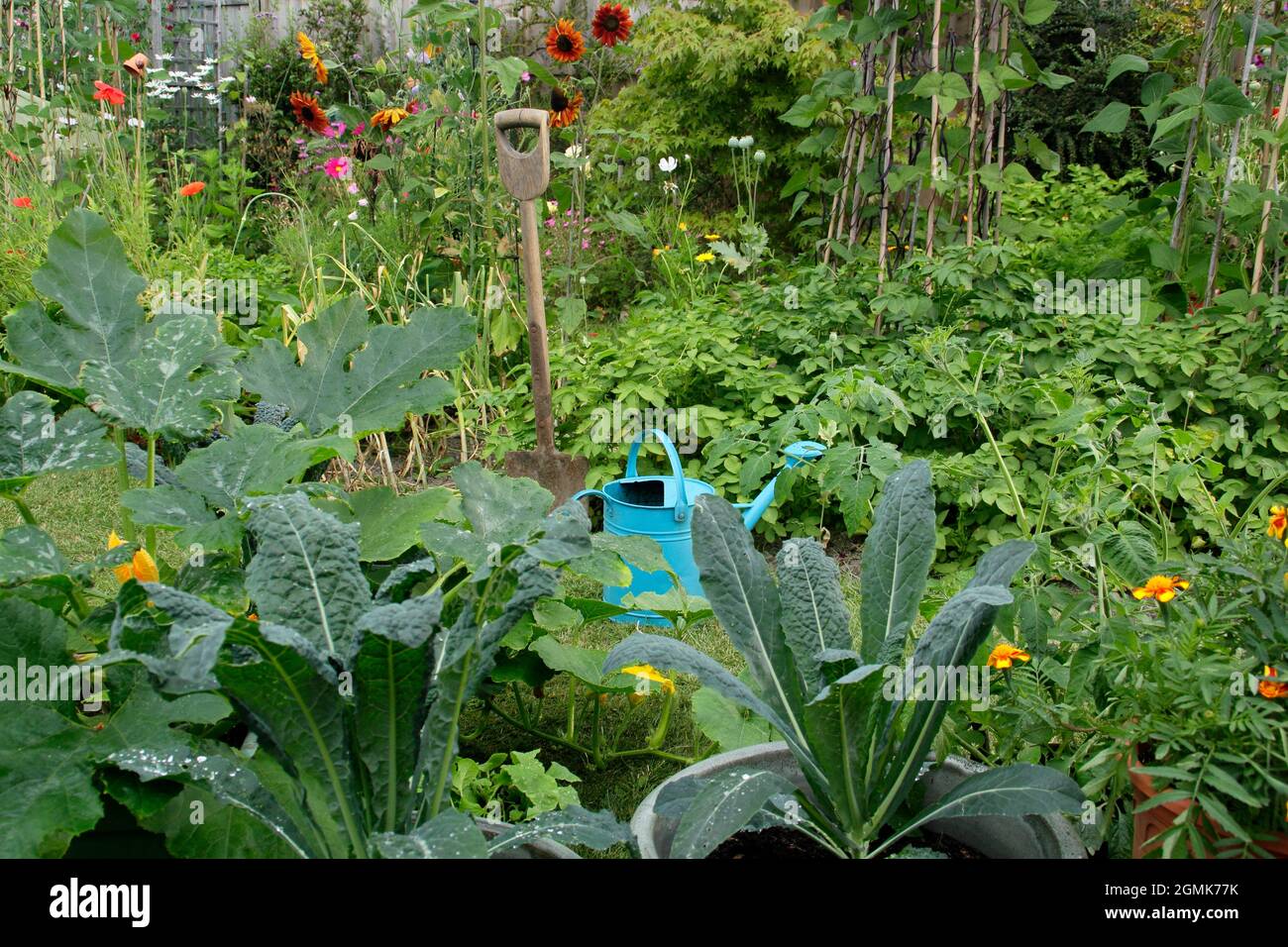 Un orto domestico con fagioli francesi, patate, cavalo nero kale, aglio e più oltre a piselli dolci, girasole, marigold e fiori di cosmo. REGNO UNITO Foto Stock